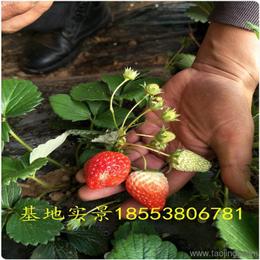 農作物種子與種苗 價格、廠家與批發采購指南