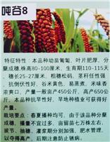 尚志市化工產業集聚區周邊農作物的種子選擇與生態考量